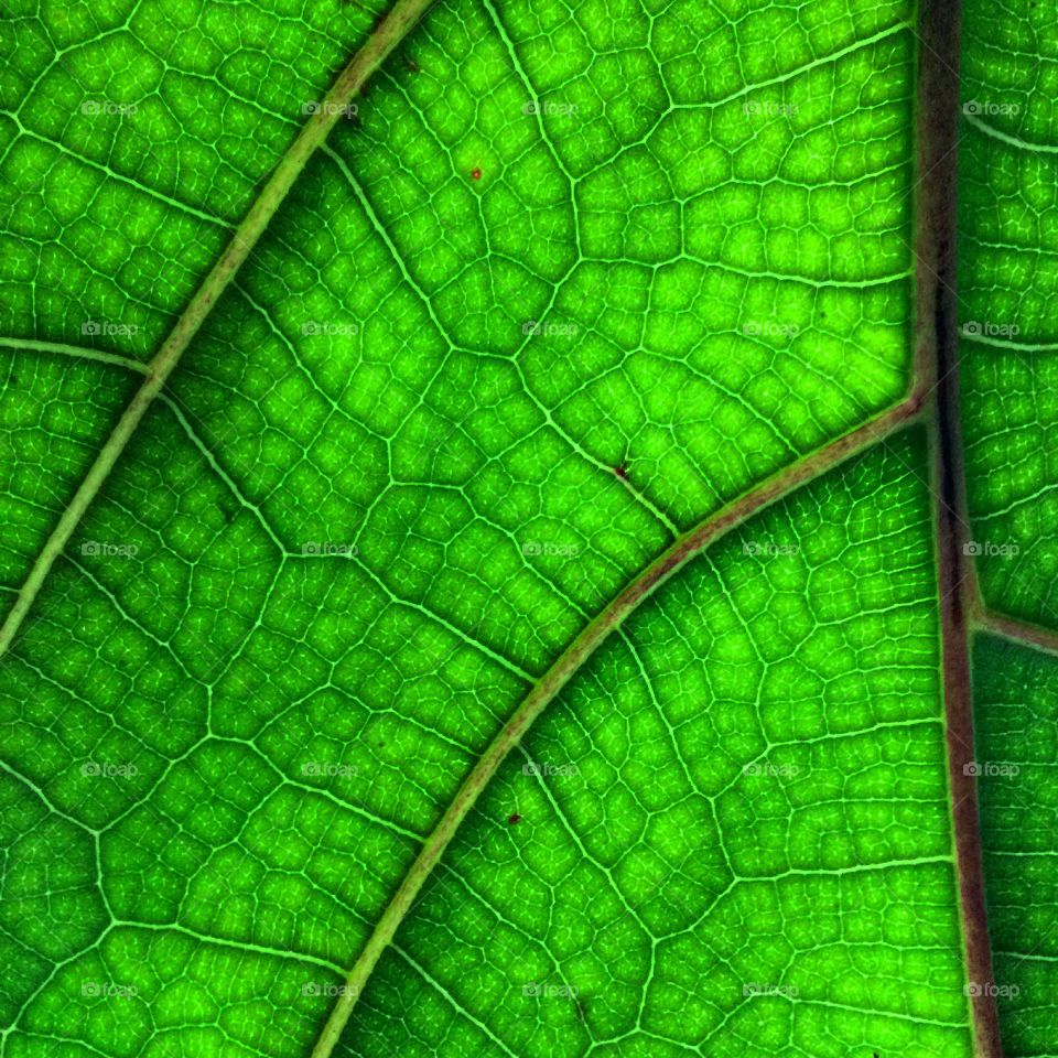 Leaf