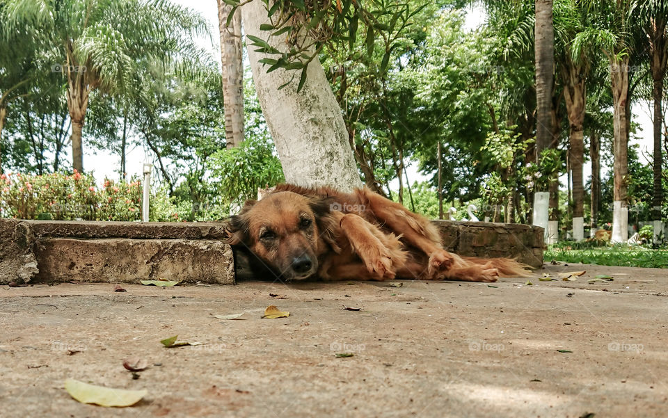Female dog resting