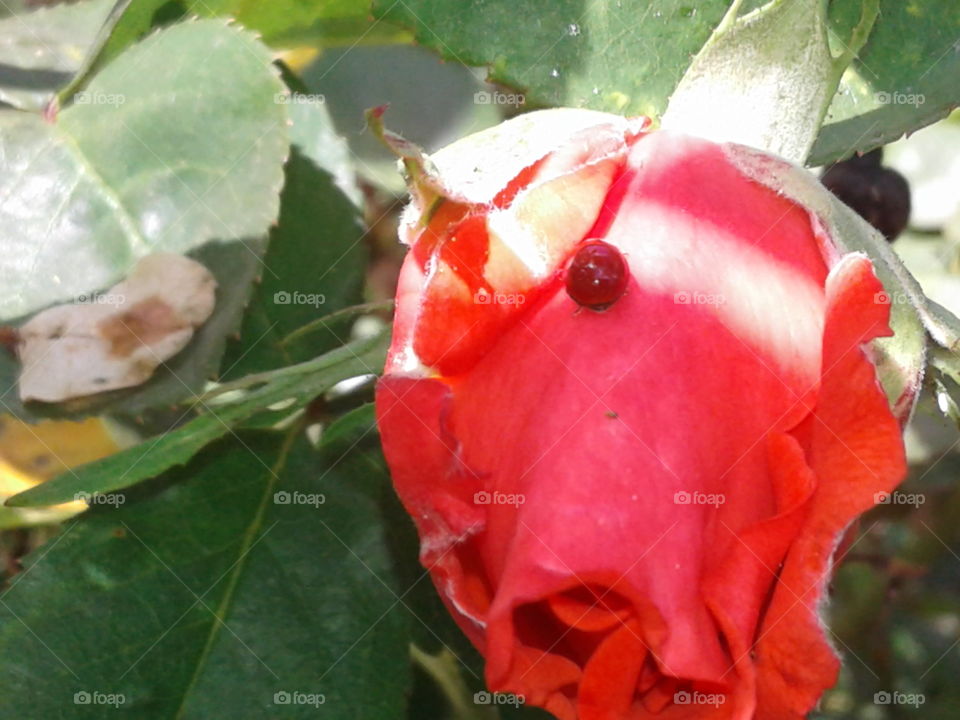 lady bug on rose