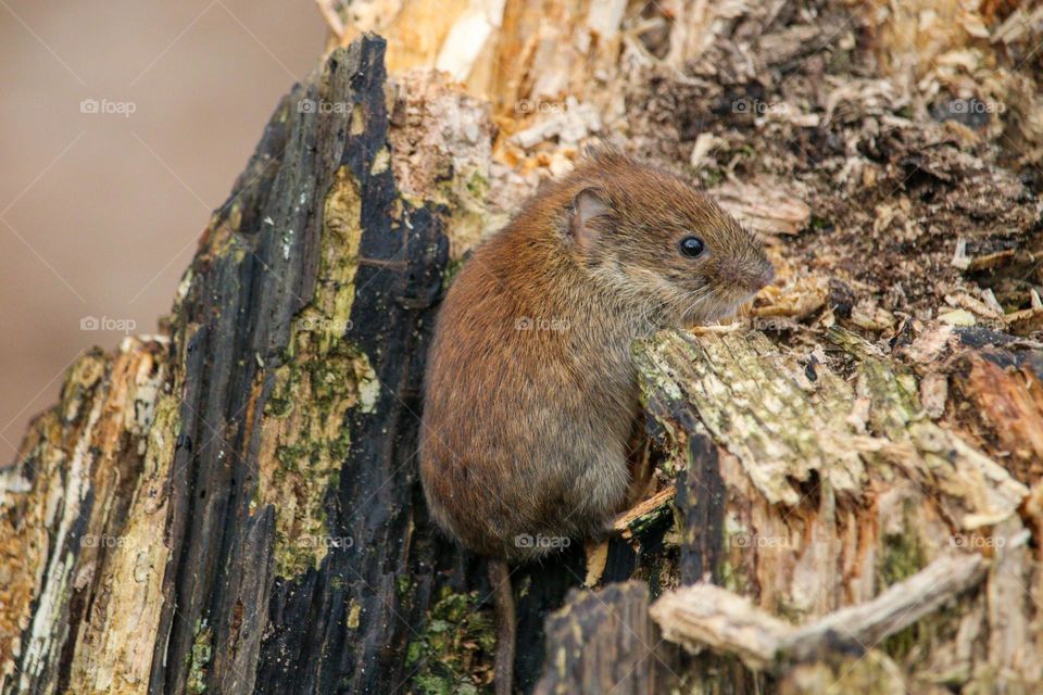 Little mouse portrait climbing on wood