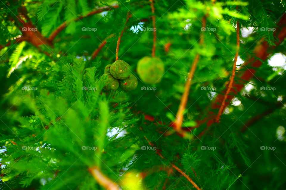 S E R E N E   G R E E N  