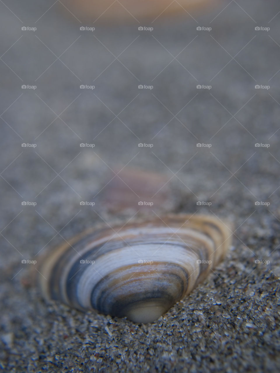 Sea Shell on sand