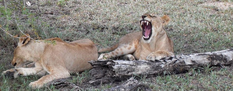 The yawning lion