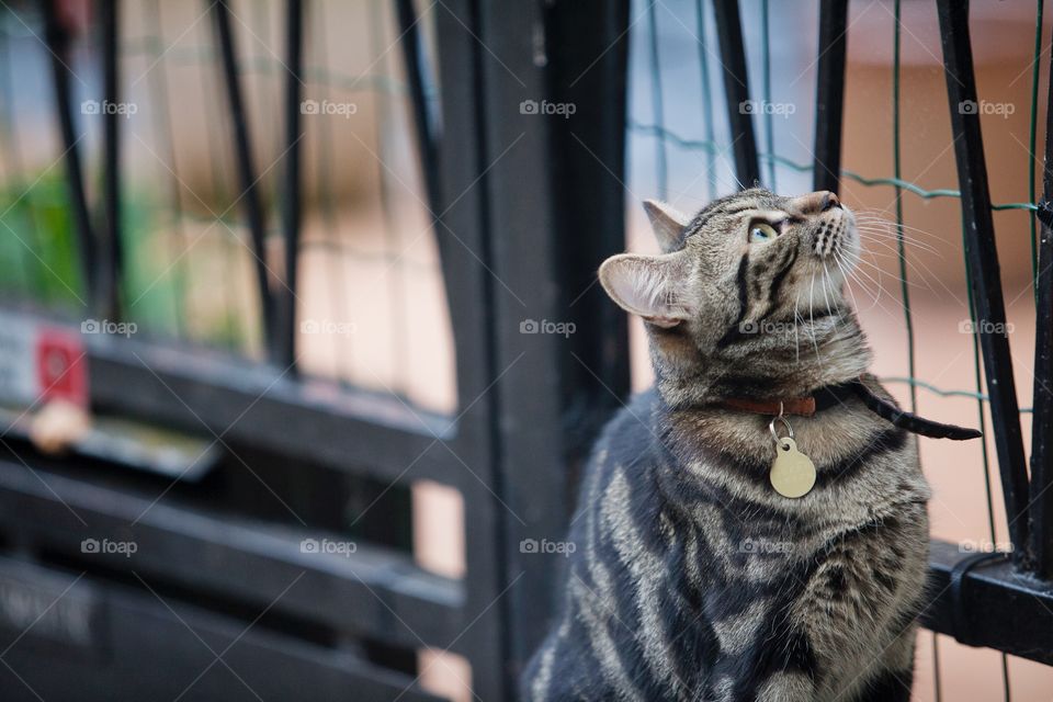 Cat looking up