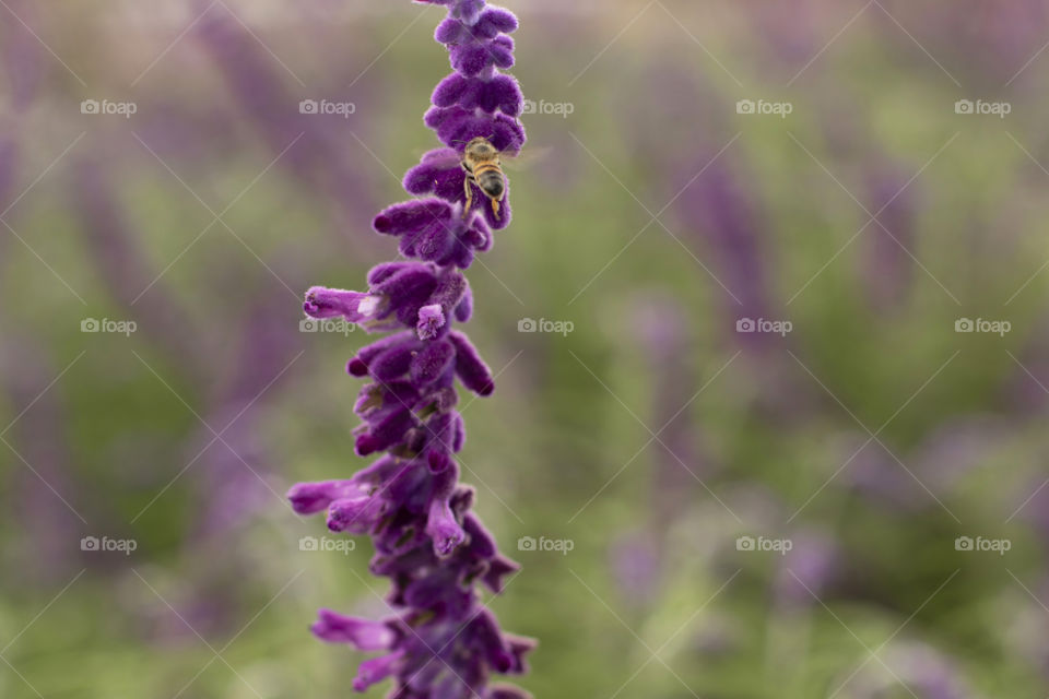 Bee pollinating flower in spring