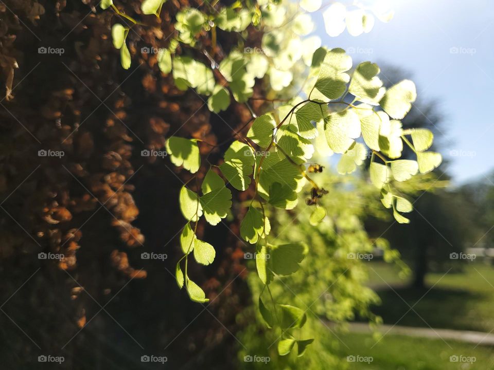 Closeup of a plant at a city park illuminated by sunlight.