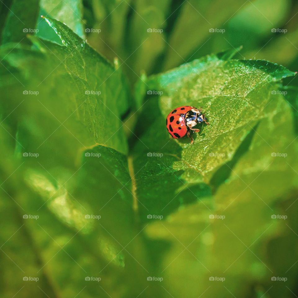 Cute ladybug on rudbeckia leaf