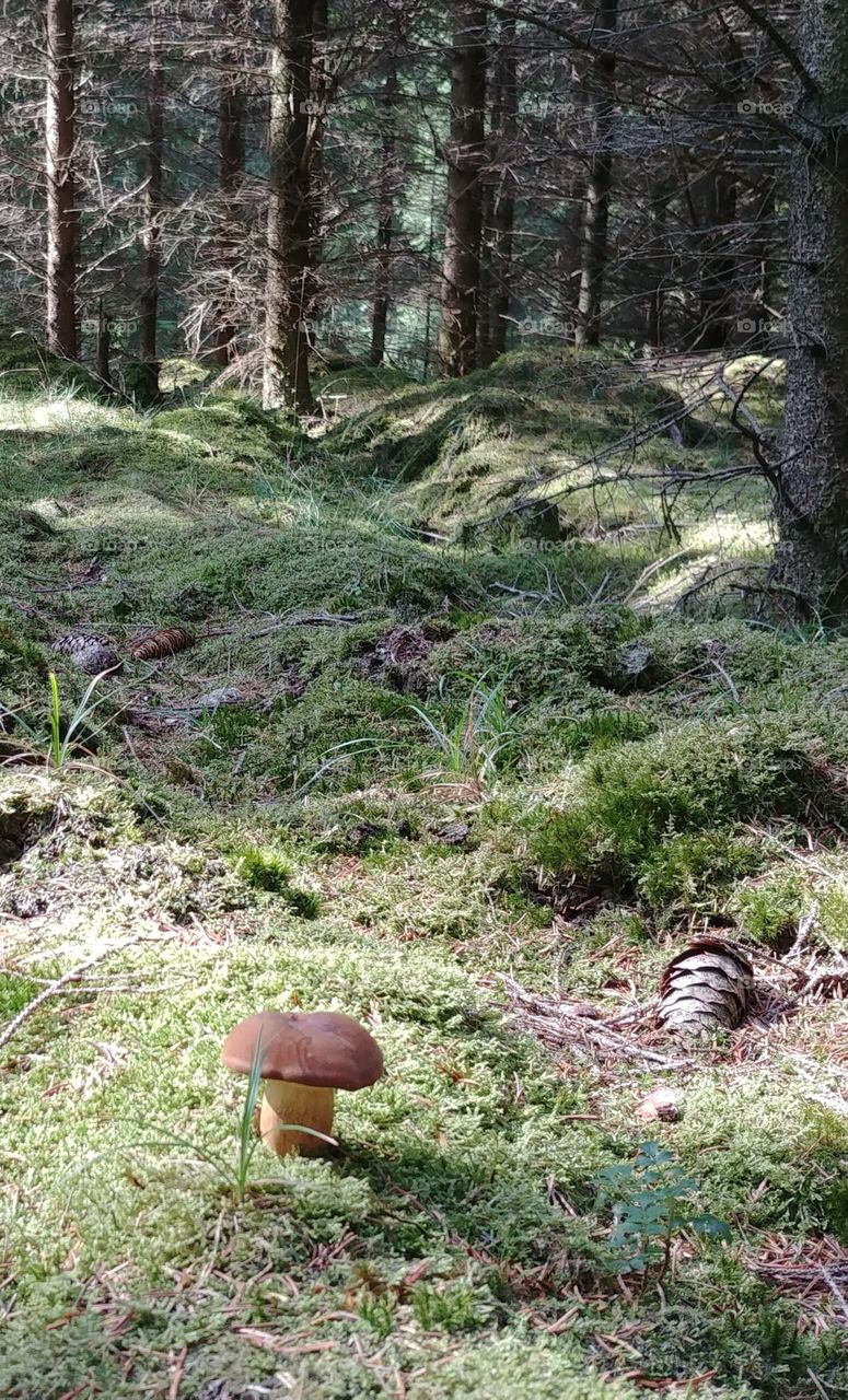 Mushroom moos tree natur