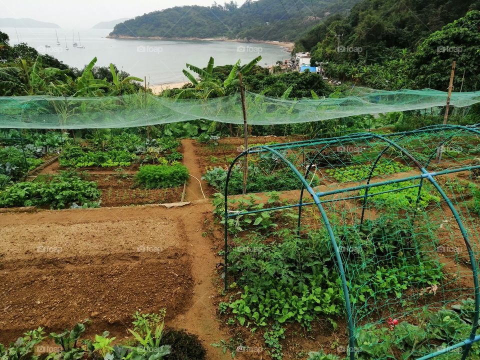 A view on the organic farm and sea, Lantau Island, Hong Kong