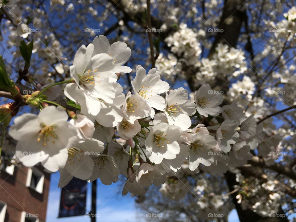 White blossoms in Connecticut