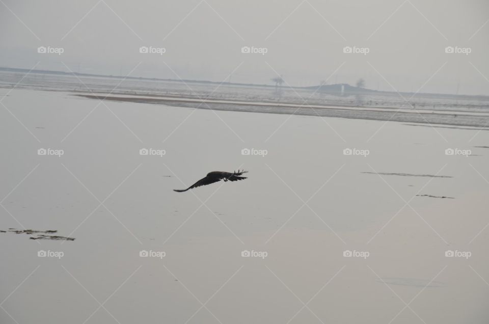 Landscape, Water, Beach, Seashore, Bird