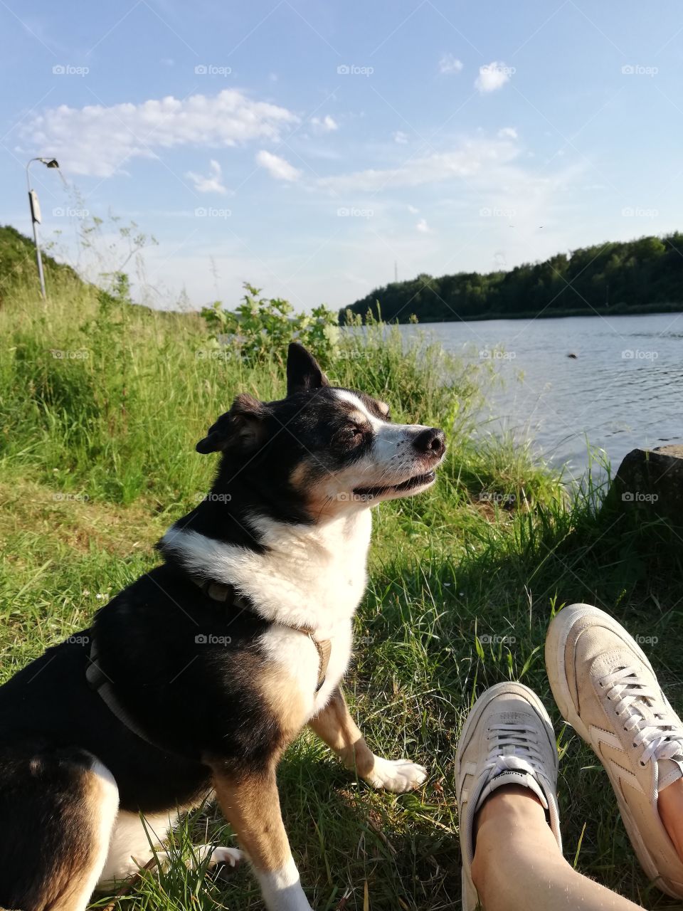 Dog relaxing by the water sneakers