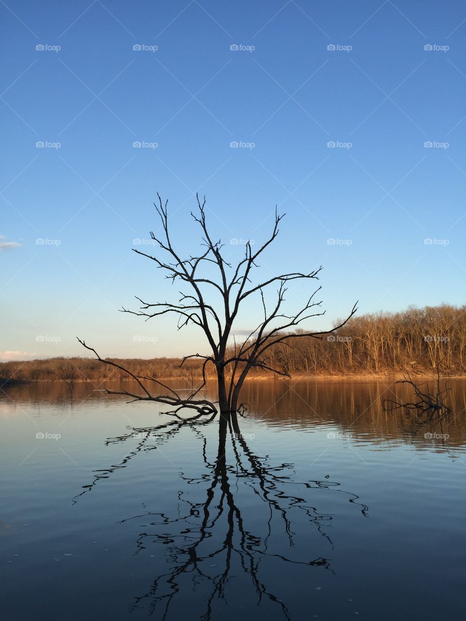 Tree in the lake