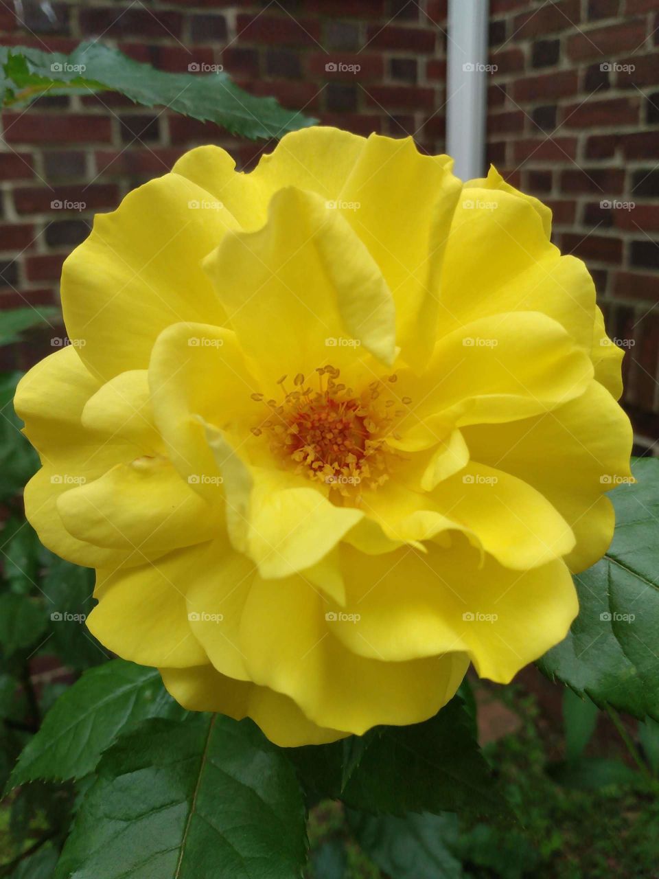 POV of a hummingbird