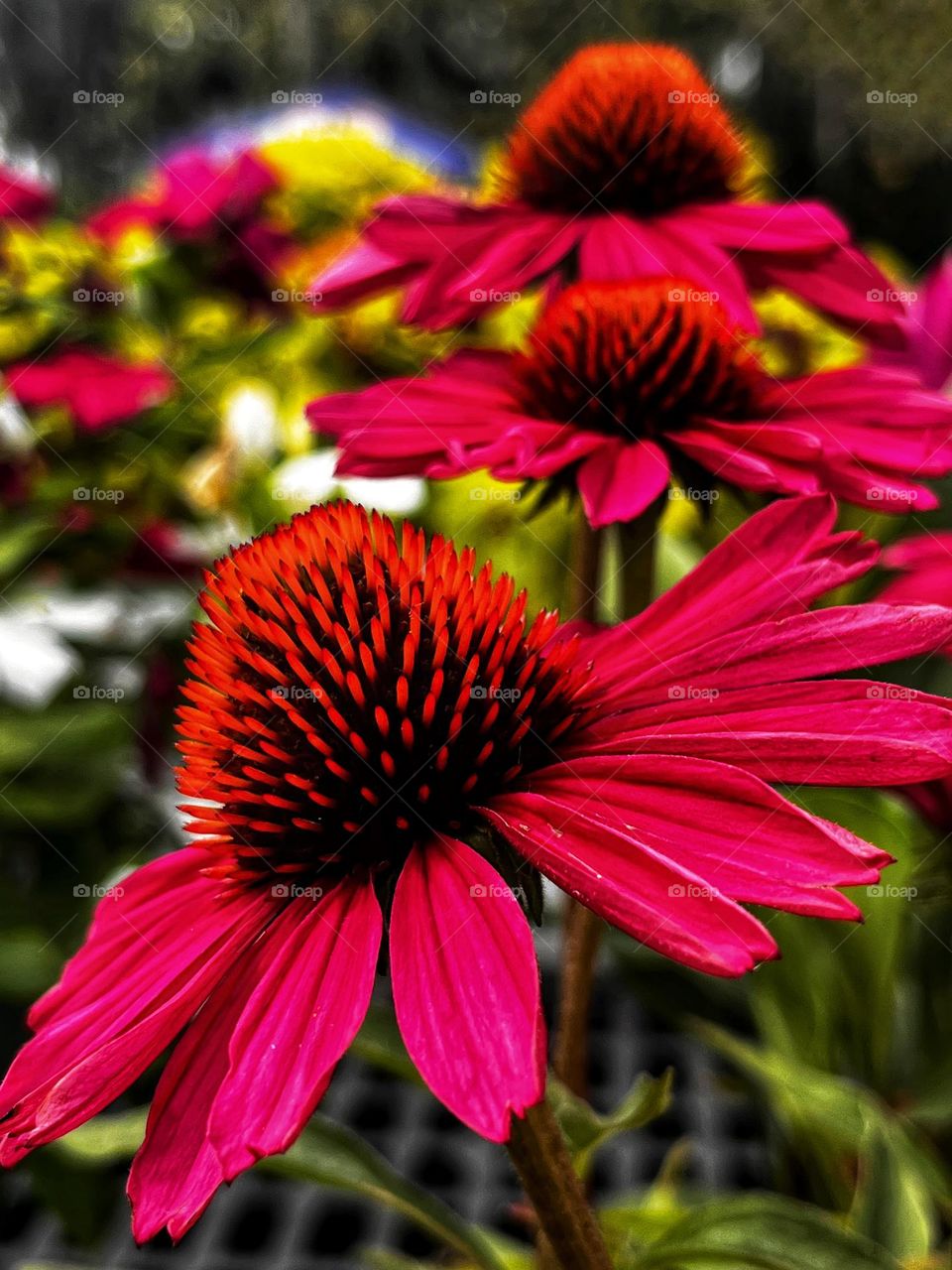 Hot pink coneflowers in the garden 