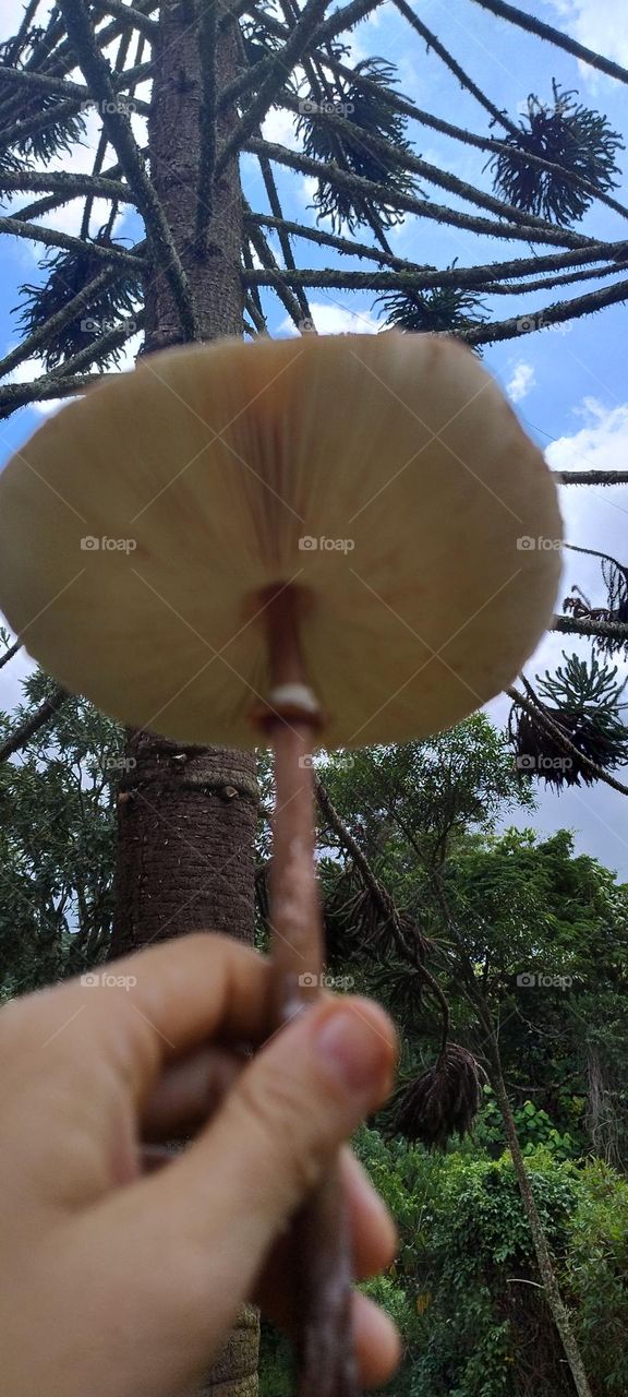 mushrooms to the sky