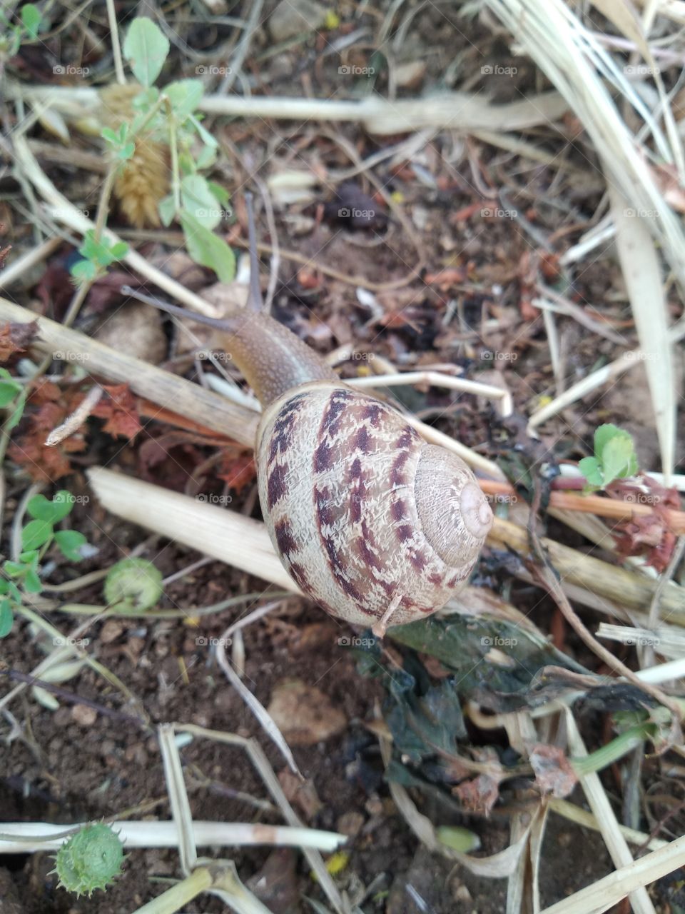 Snail