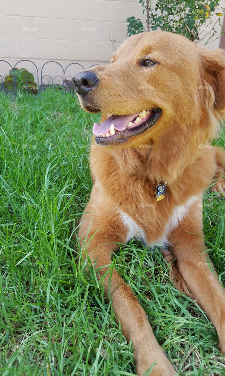 Dog sitting on grassy field