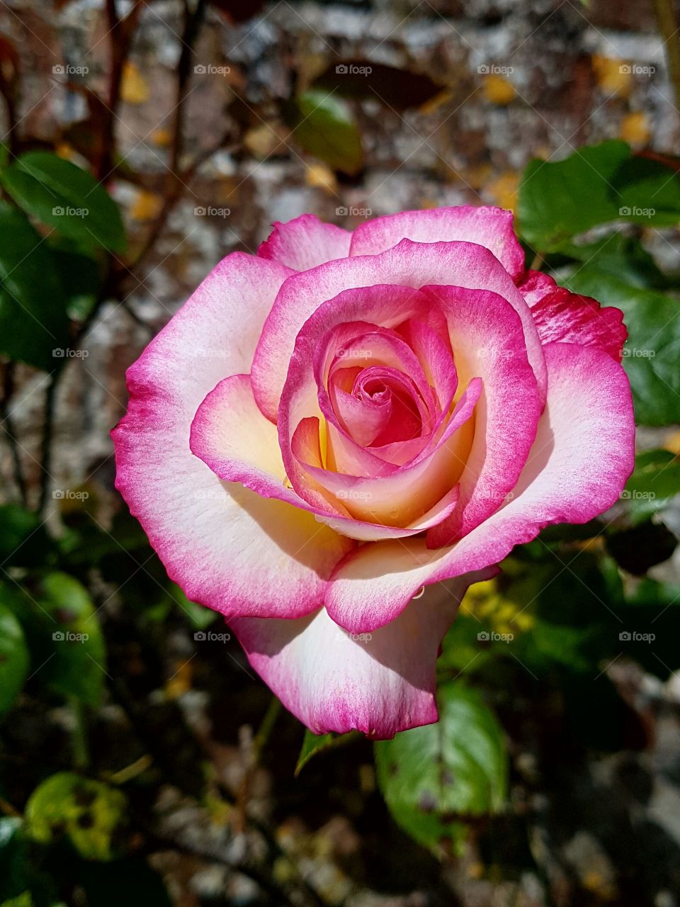 Spring Rose