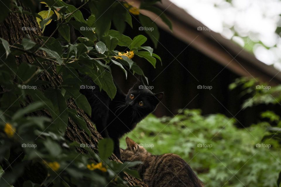 桂花树上的猫