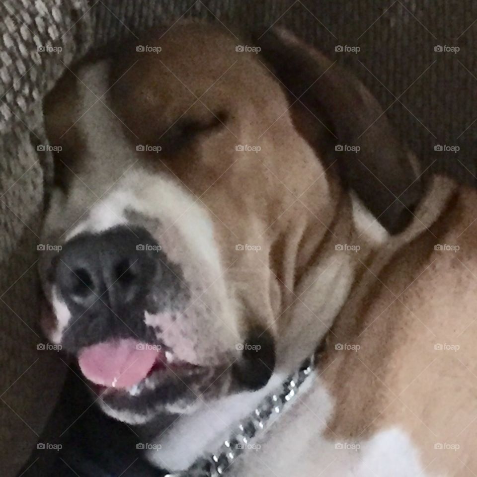 Funny sleeping dog