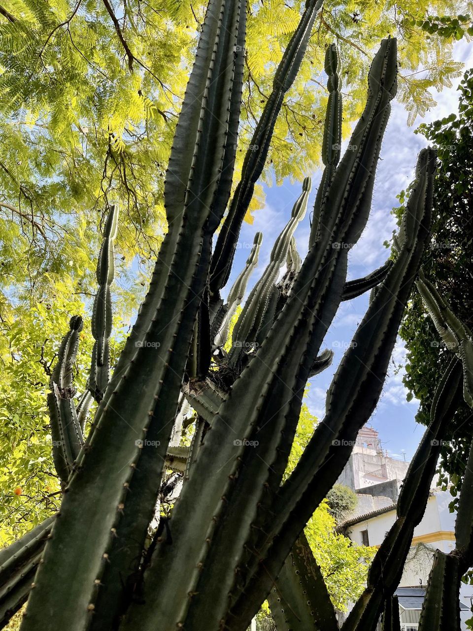 Low angle view of cactus succulent plants against blue sky, incredibly high cactus plants, succulent plants species 