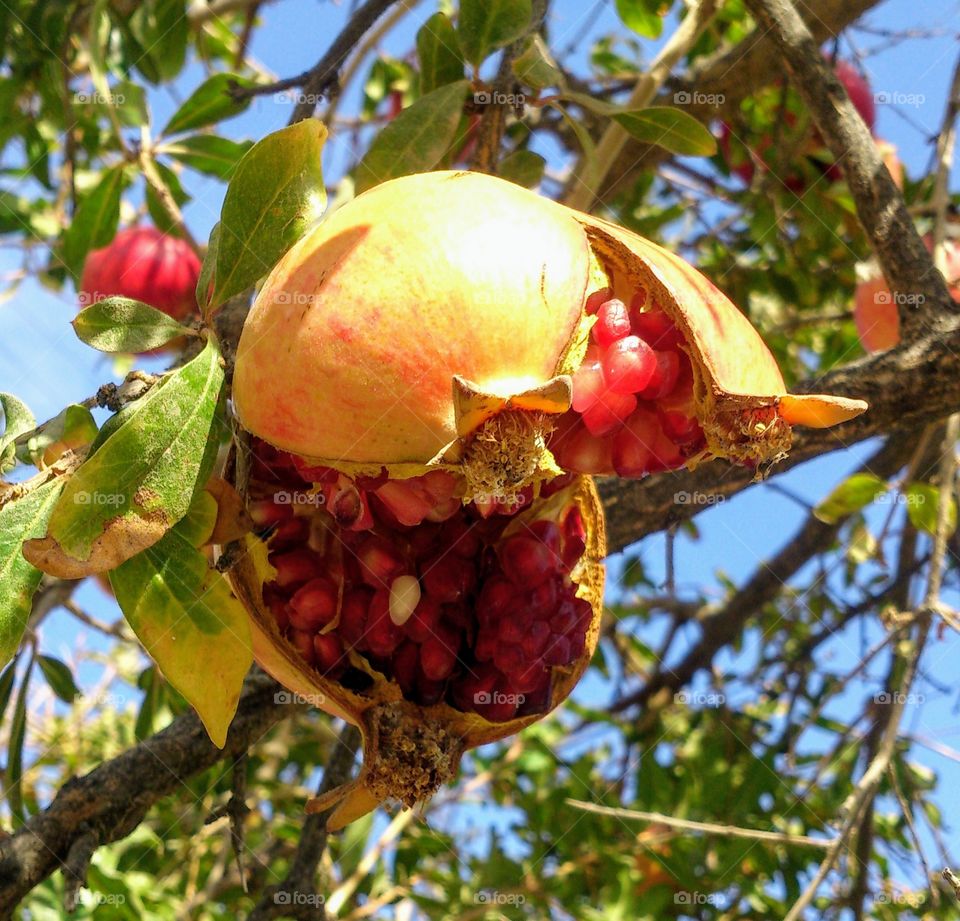 Ripe pomegranate on a tree branch