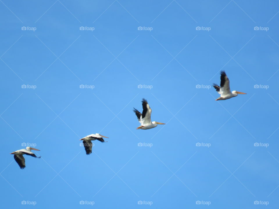 pelicans in flight