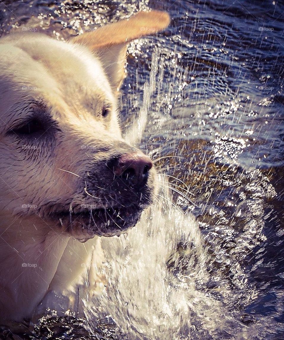 Swimming dog