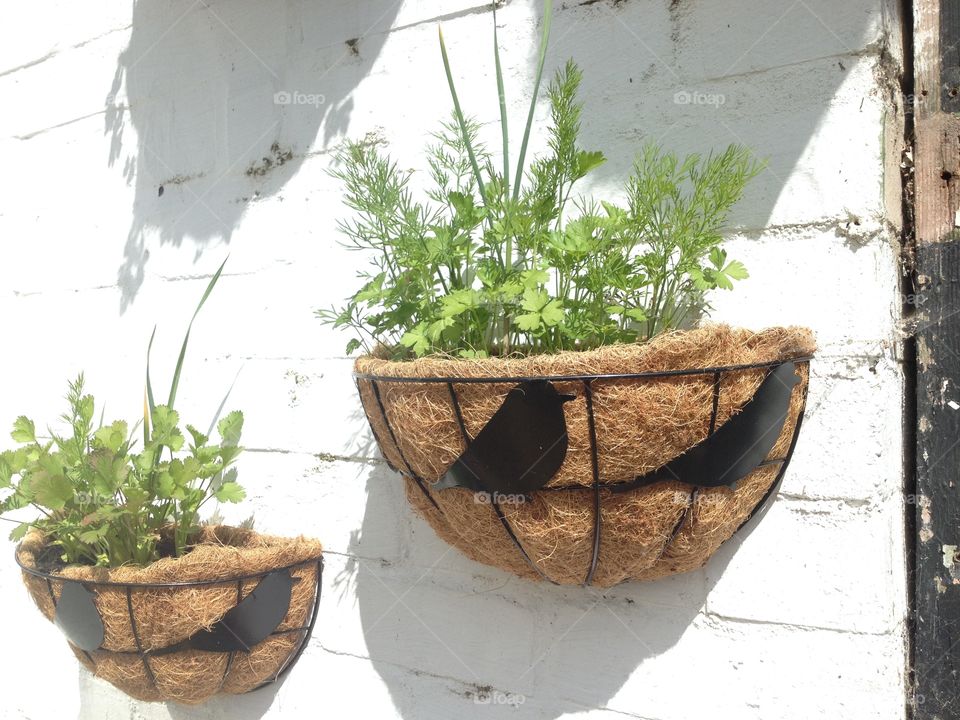 Coriander parsley dill and a garlic each 