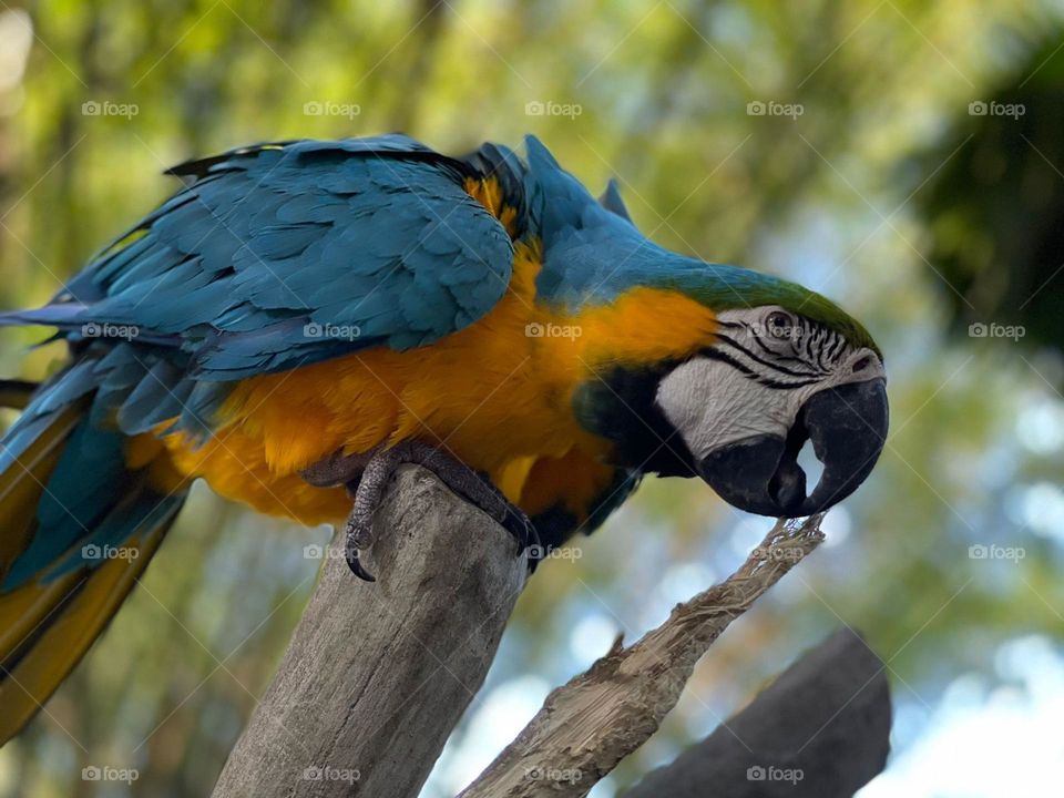 Colourful bird