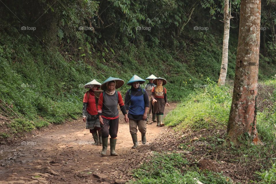 tea pickers