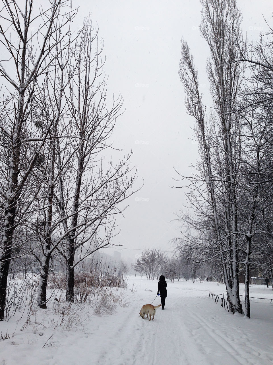 Walking with a dog in winter 