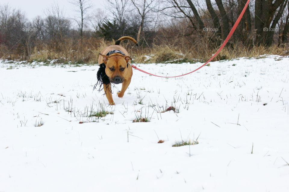 Afternoon walk in the snow