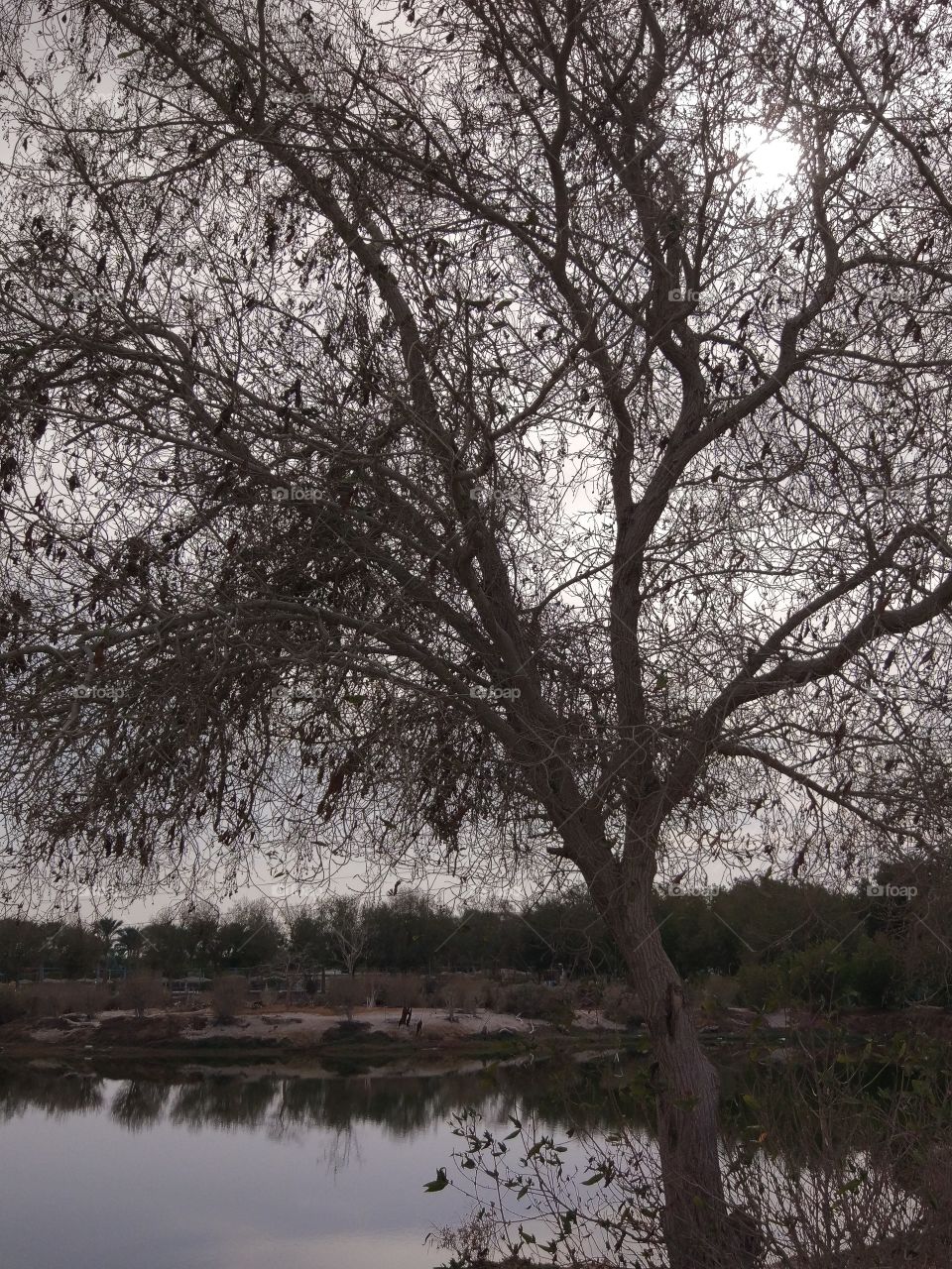 Tree, Landscape, Branch, Wood, Nature