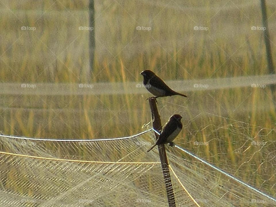 Sparrows in the middle of the rice fields between the nets