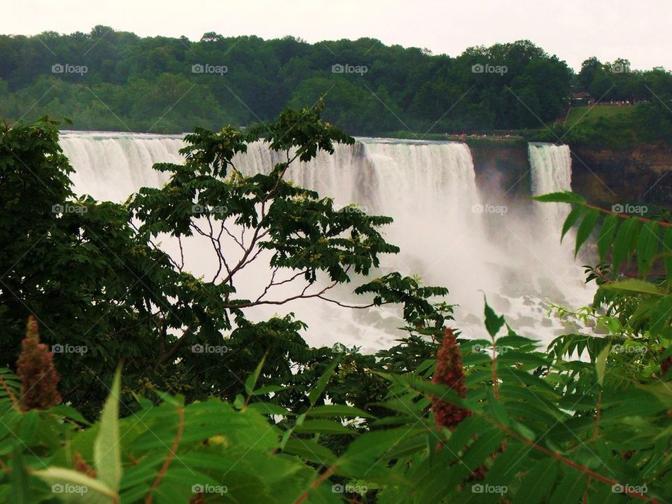 Niagara through the trees 