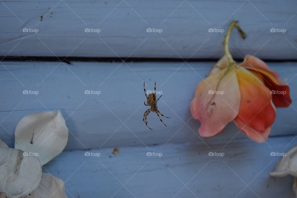 spider vs autumn