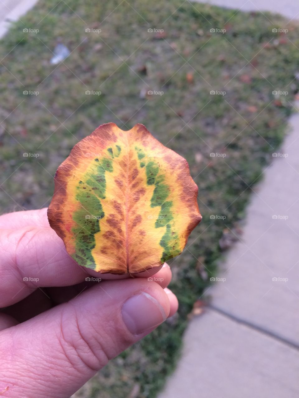 Christmas Leaf