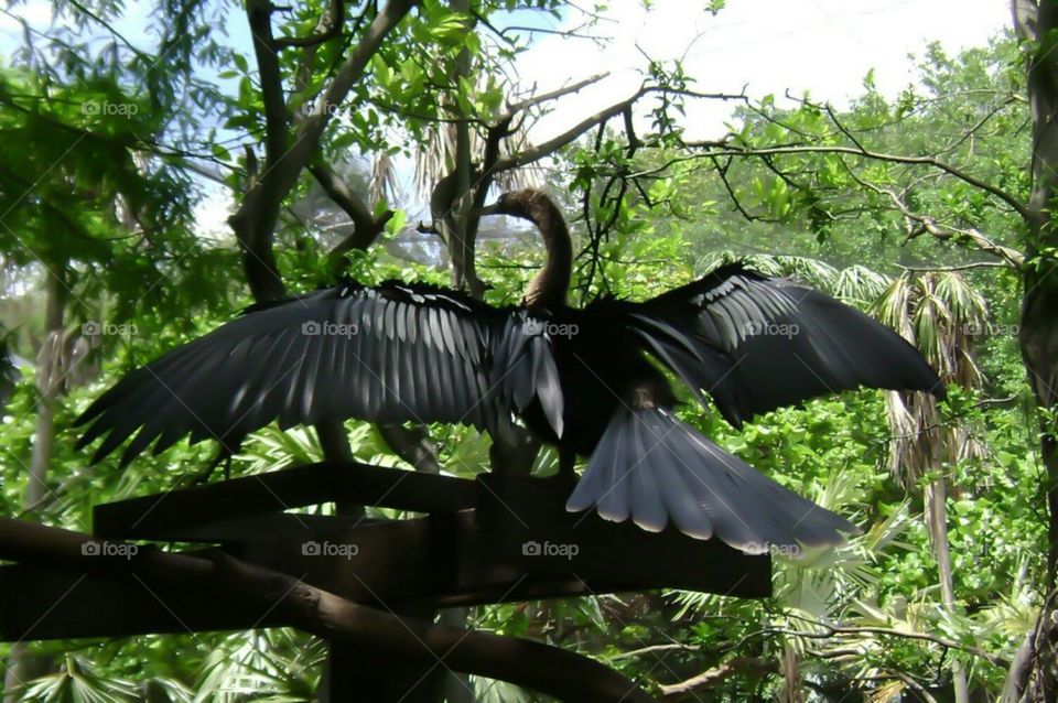 black bird. spread your wings