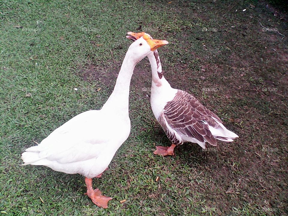 Two beautiful duck