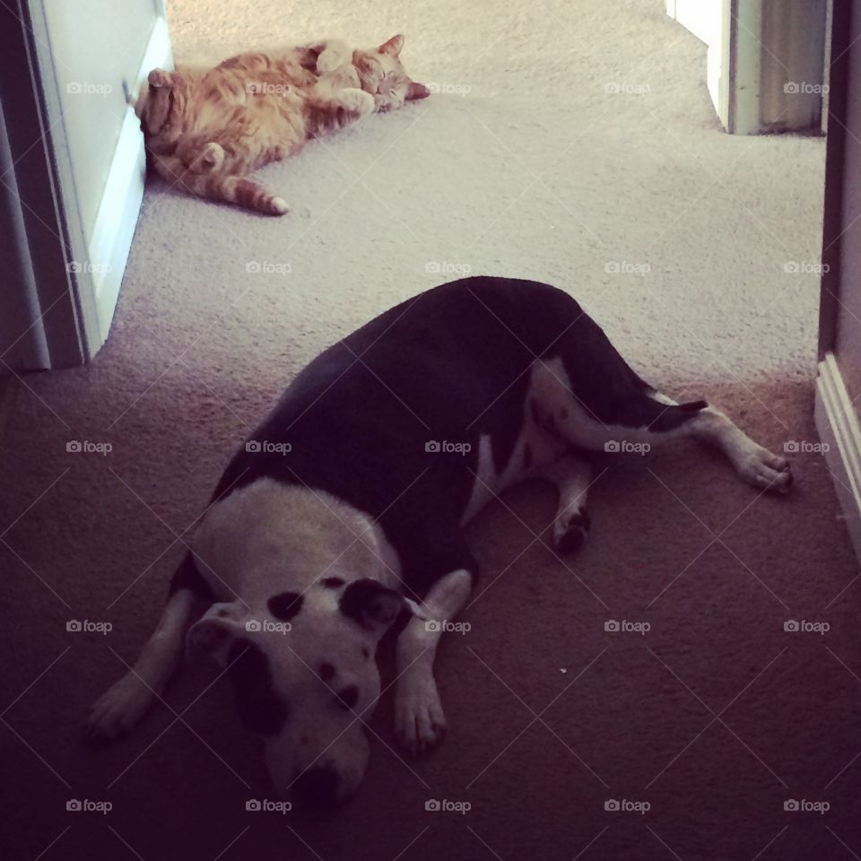 They love to hang out together 