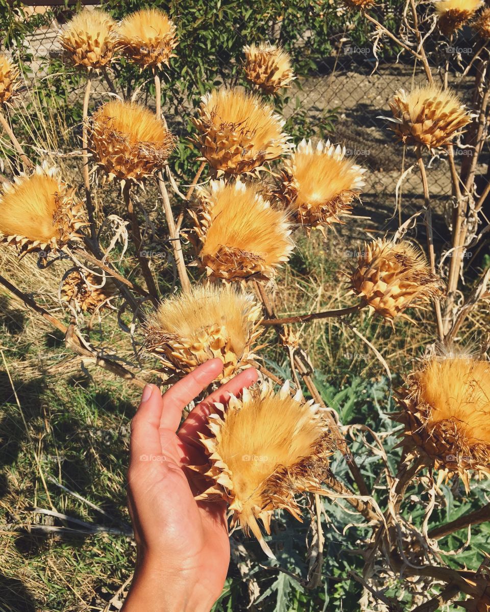 Hand with dry plants 