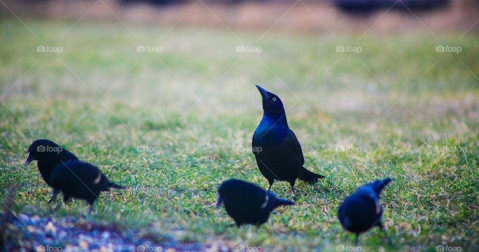 Group of birds eating seed, one looks up what does he see? 