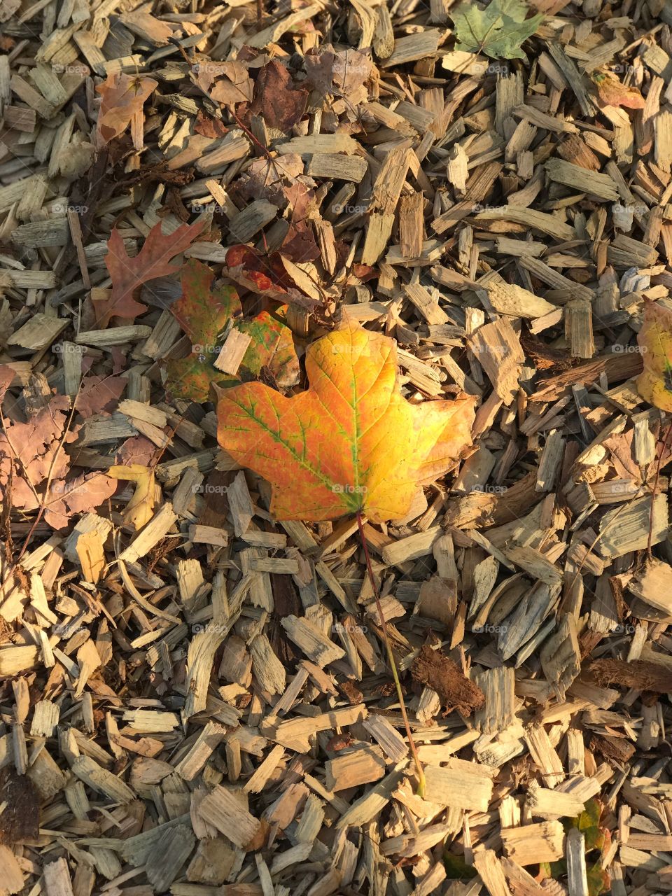 Leaf, Fall, Dry, Nature, Wood