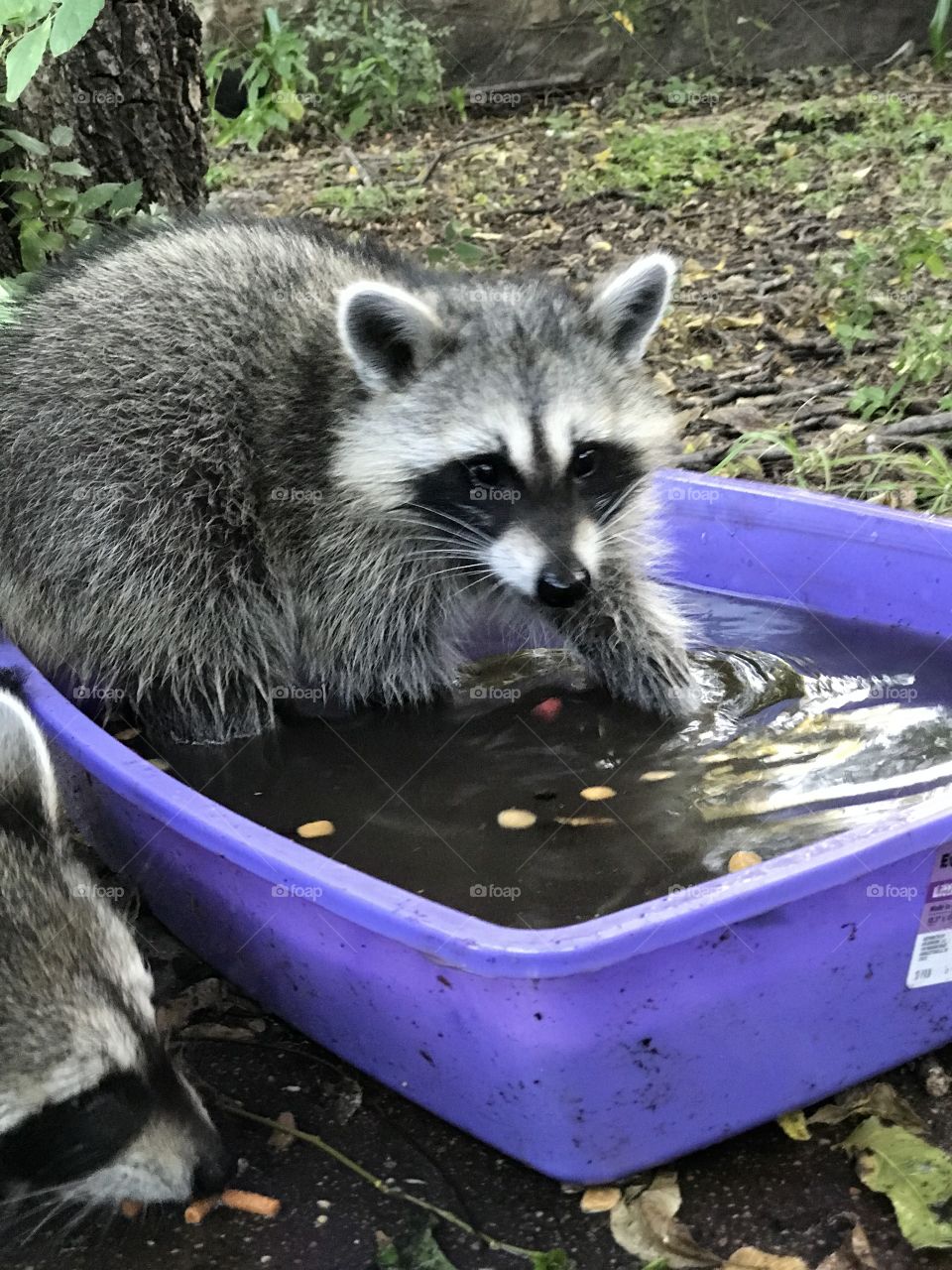 Raccoon in water dish 