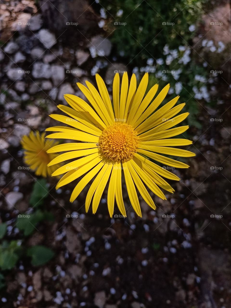 Yellow and beautiful