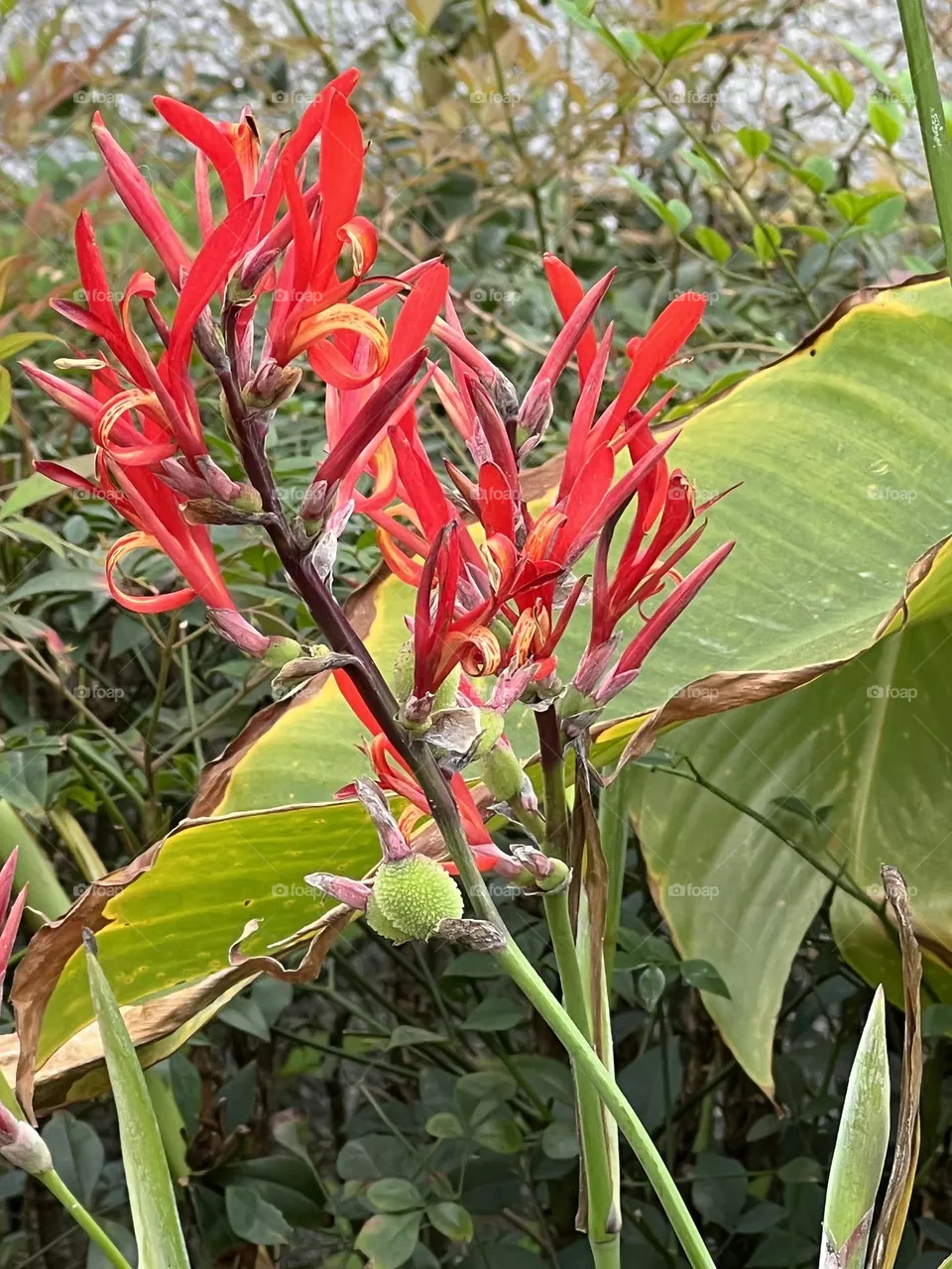 Red Flowers