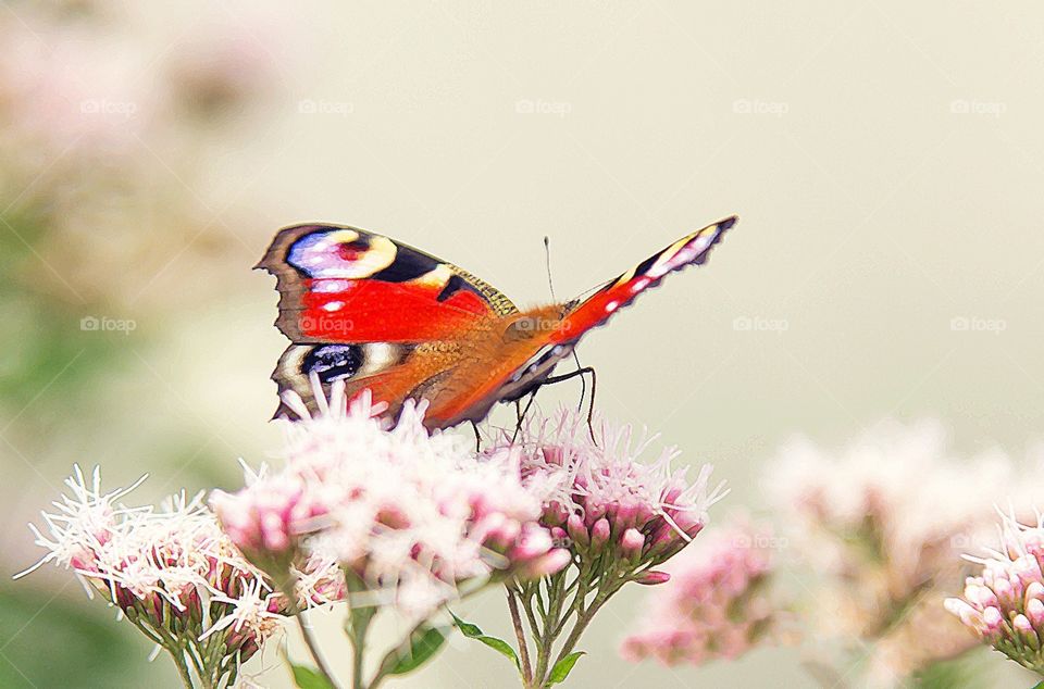 Aglais io butterfly