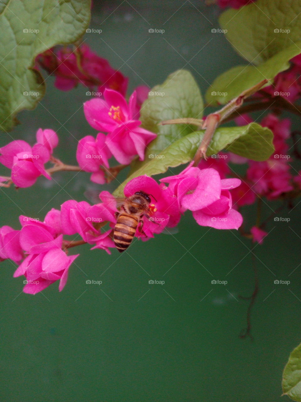 Bee on Pink Flowers